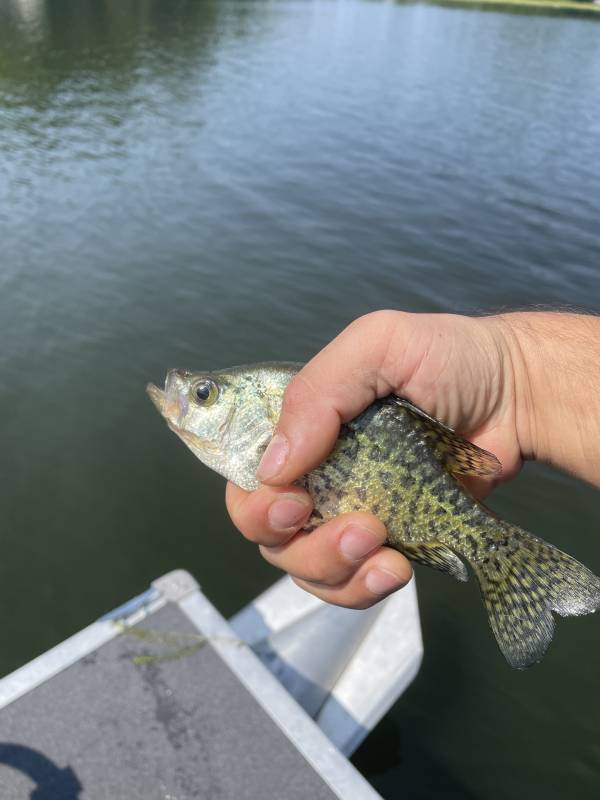 Black crappie in Barron County