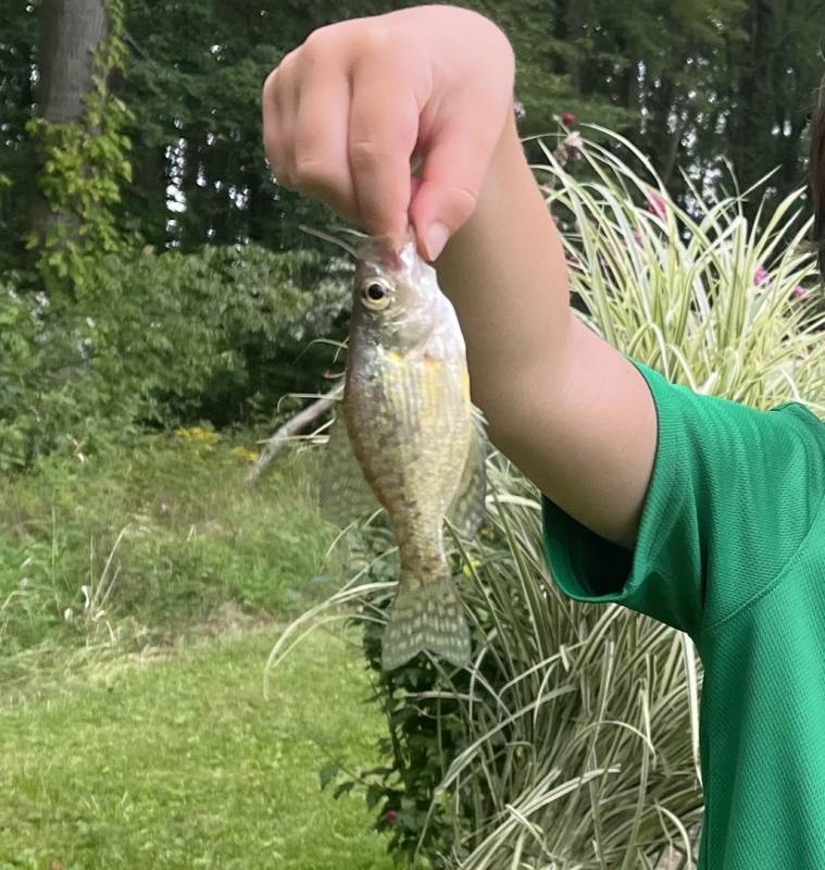 Black crappie in Silver Lake
