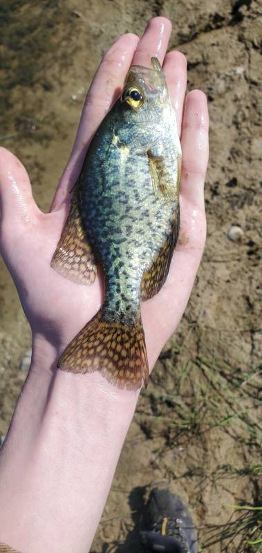 Black crappie in Iowa