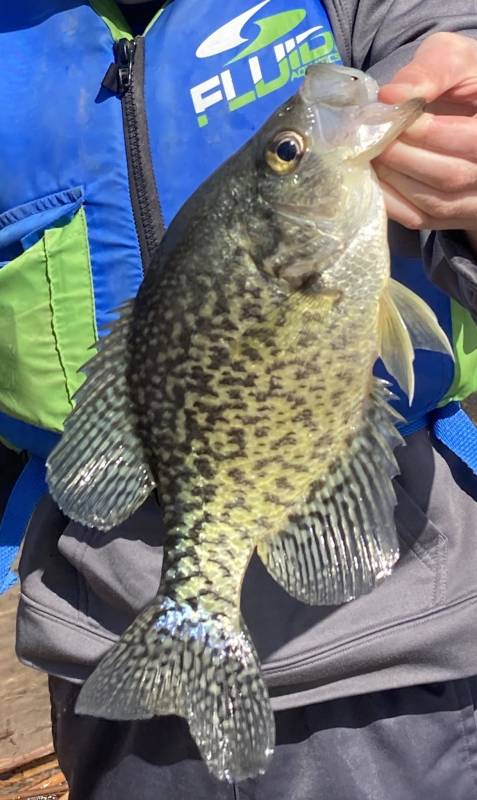 Black crappie in Oklahoma