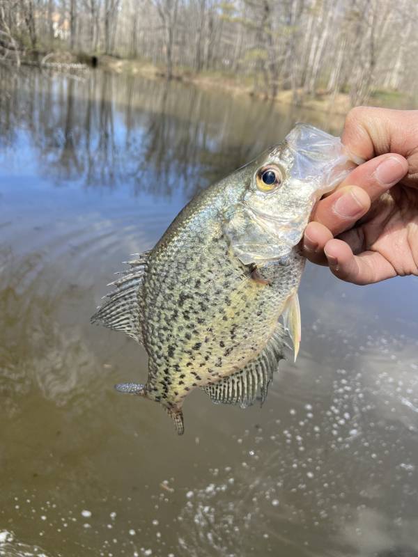 Black crappie in Silver Lake