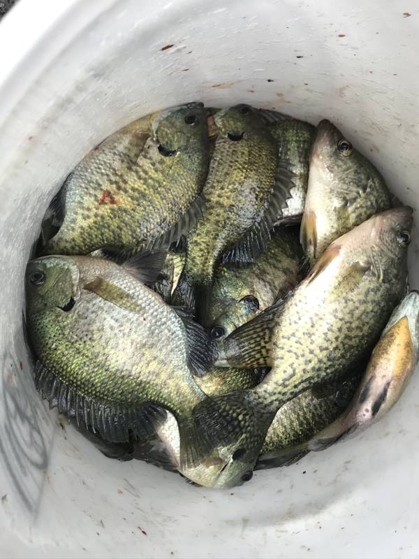 Black crappie, Bluegill in Dane County
