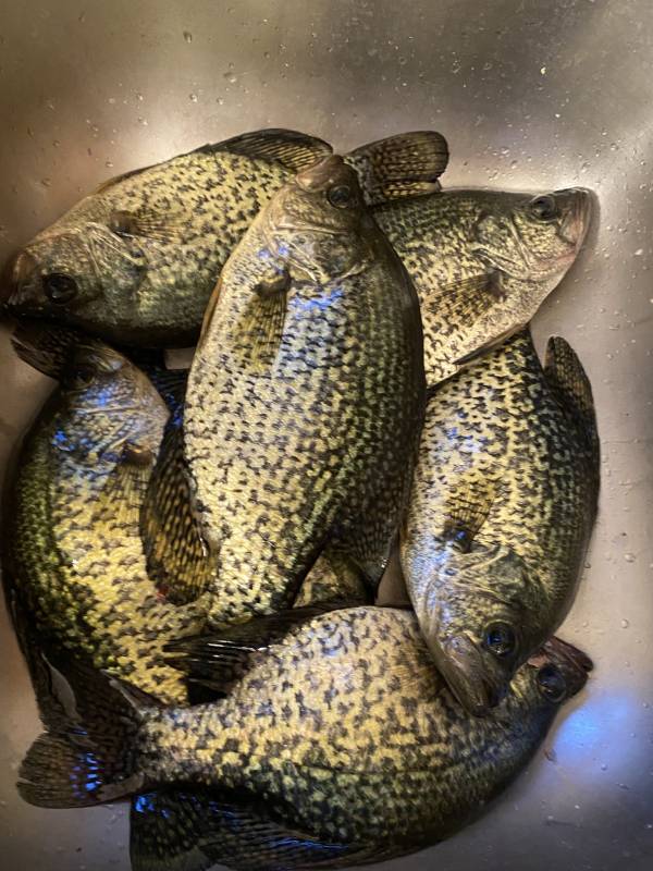 Black crappie in Minnesota