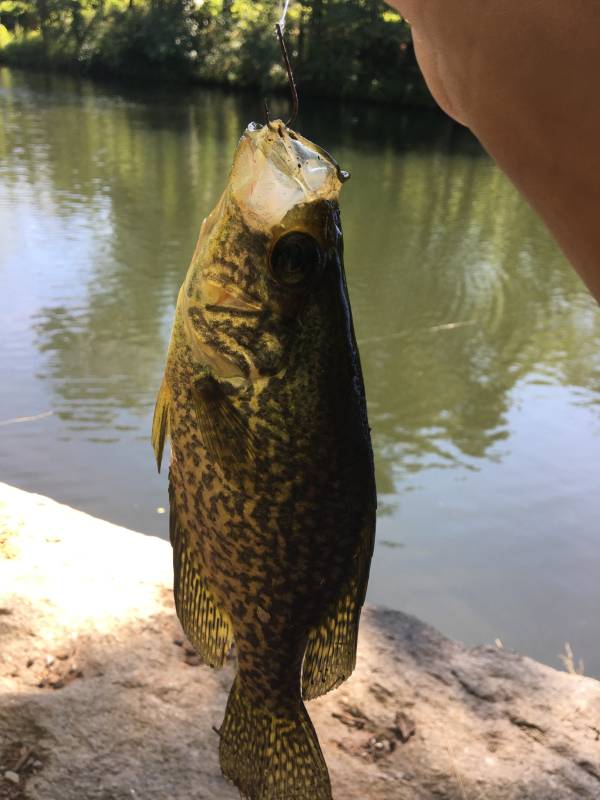 Black crappie in Lawrence