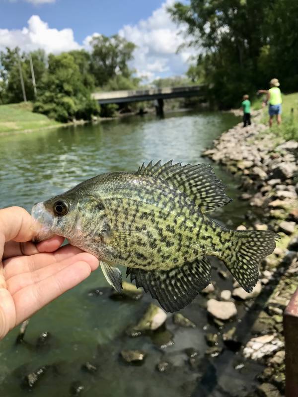 Black crappie in Rice County
