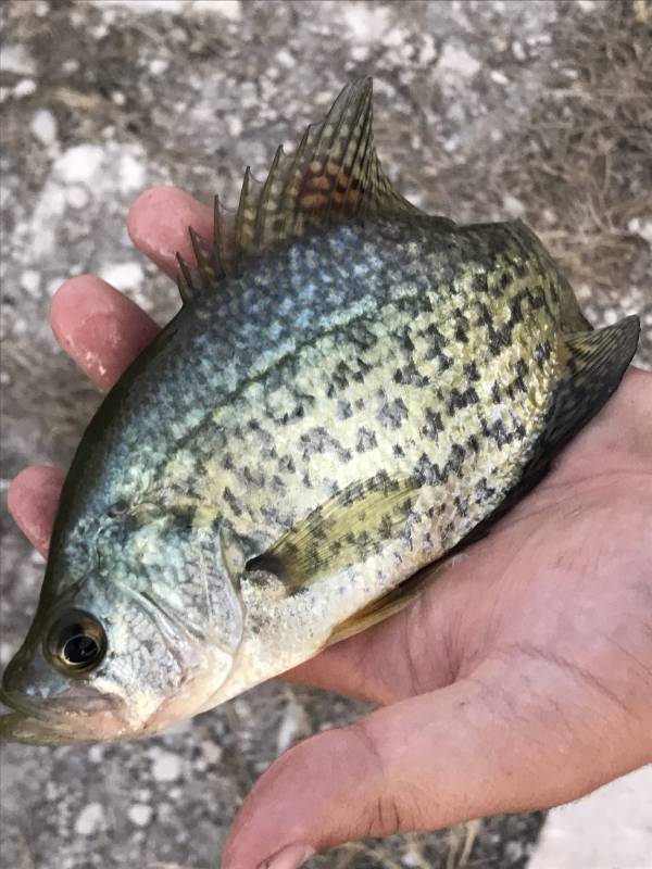 Black crappie in Kansas