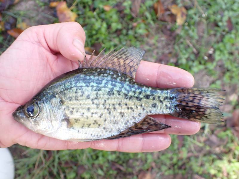 Black crappie in Somerville