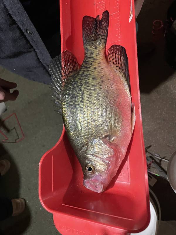 Black crappie in Upper Red Lake