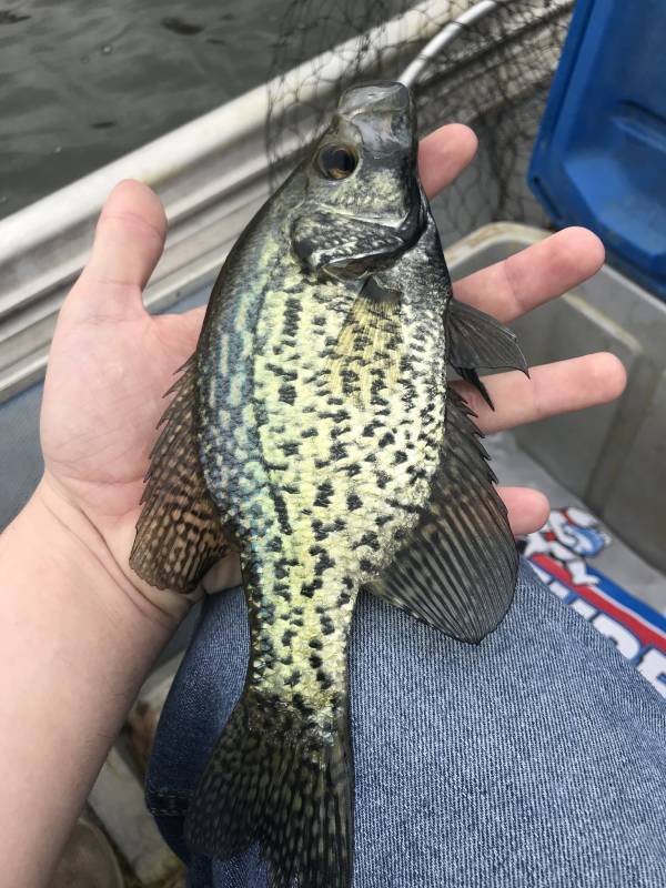 Black crappie in Tupelo