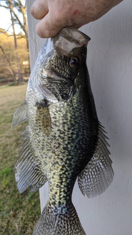 Black crappie in Coffee City