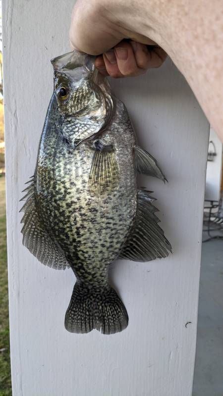 Black crappie in Coffee City