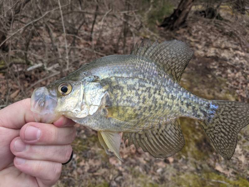 Black crappie in Shamokin