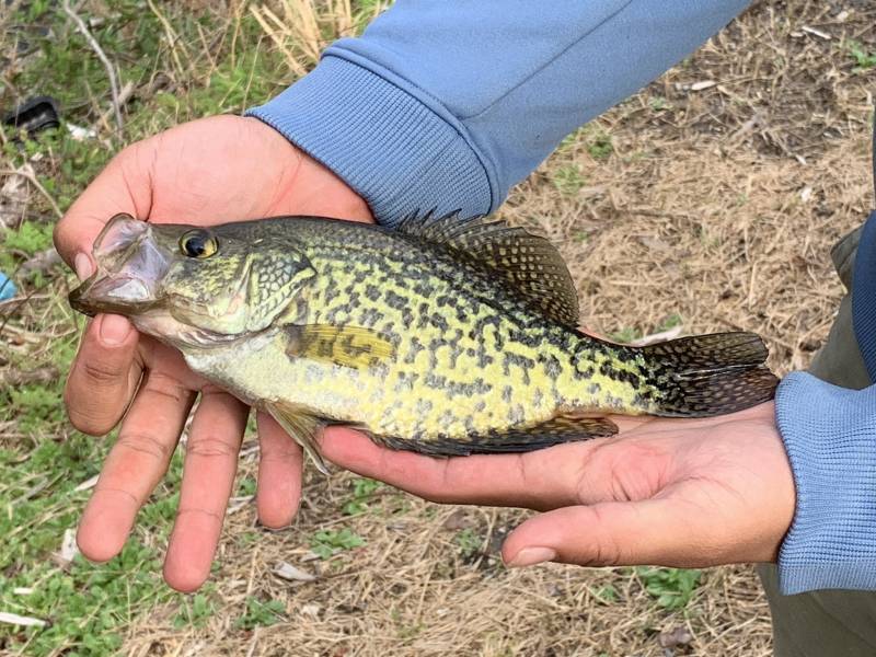 Black crappie in Felton