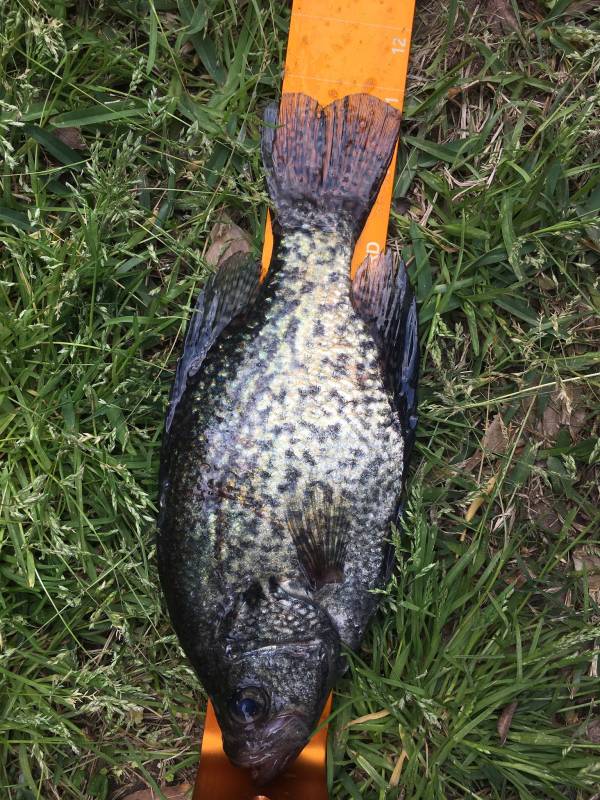 Black crappie in Fulton
