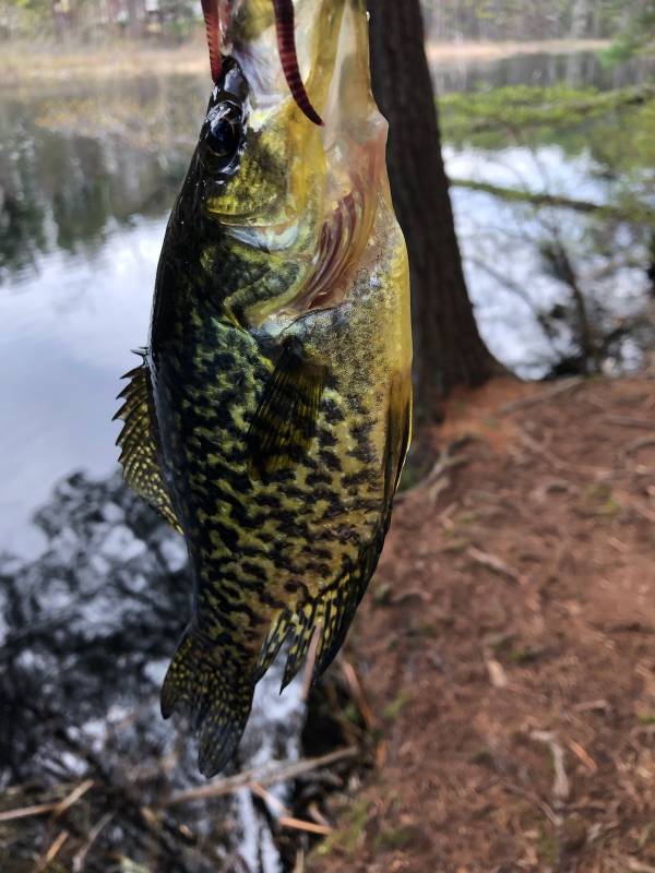 Black crappie in Leominster
