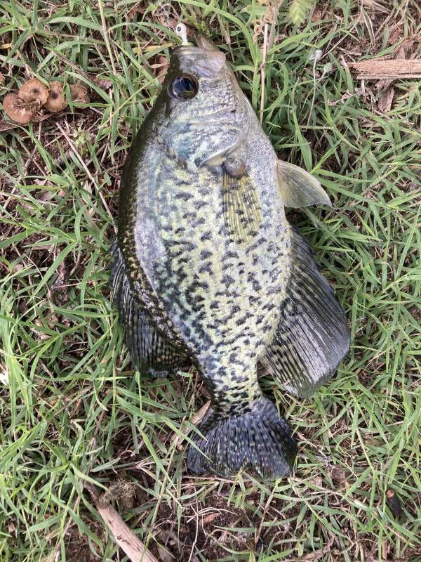 Black crappie in Oklahoma