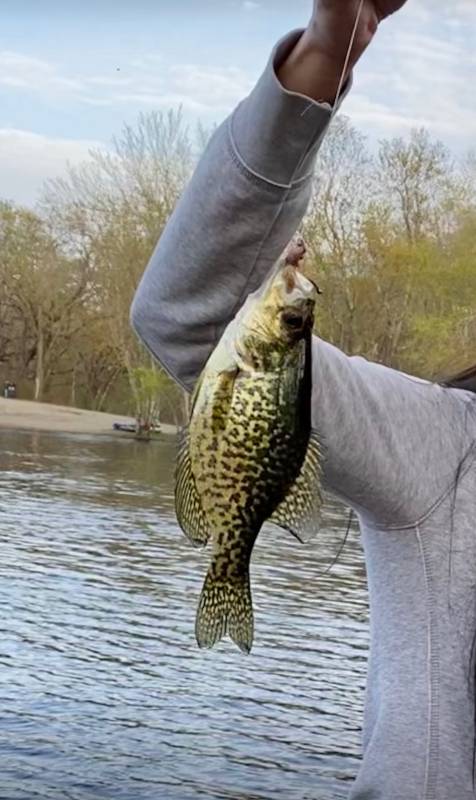 Black crappie in Leominster
