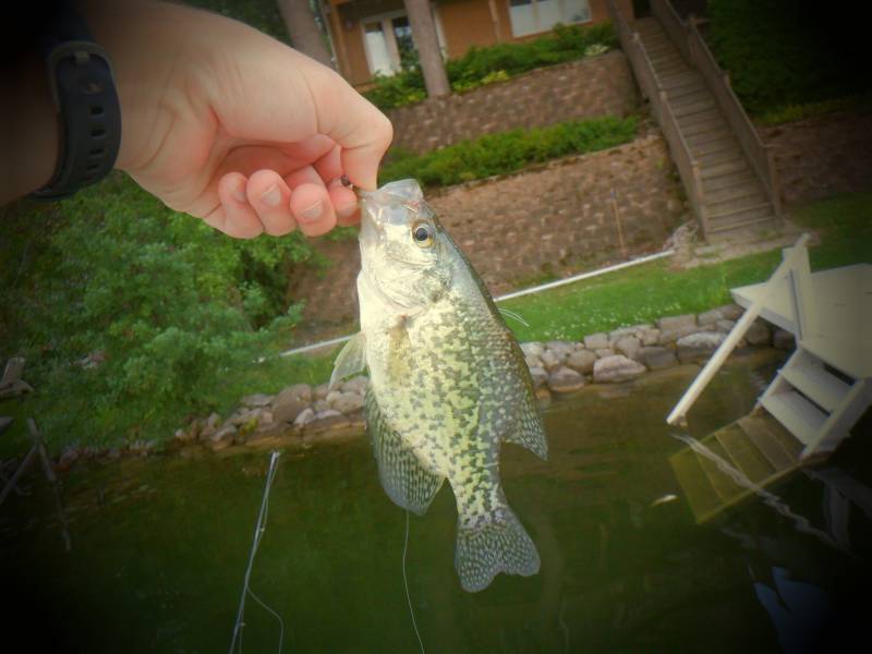 Black crappie in New Berlin