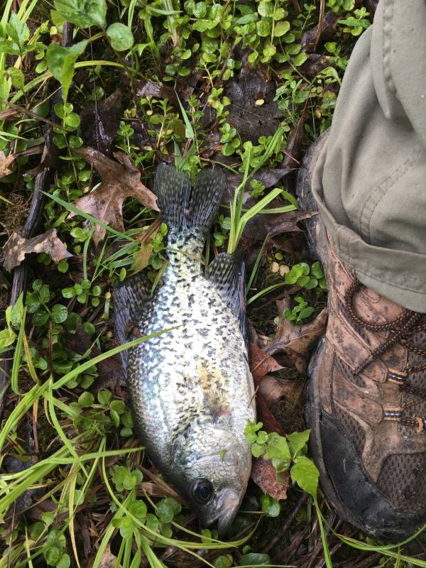 Black crappie in Struthers