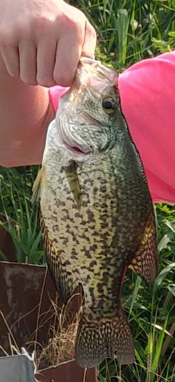Black crappie in Odessa