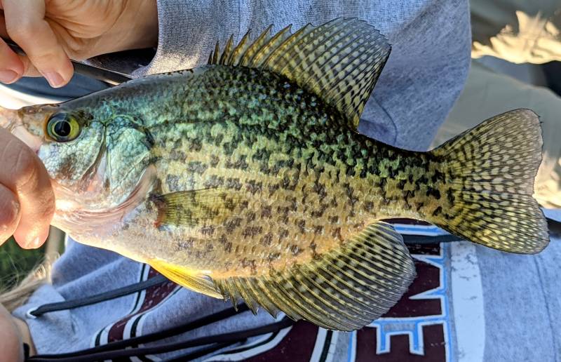 Black crappie in Lapeer