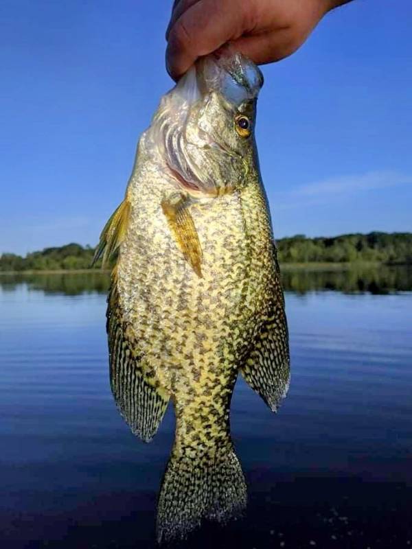 Black crappie in Lapeer