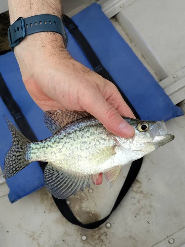 Black crappie in Strasburg