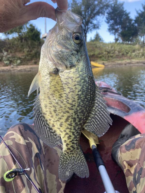 Black crappie in Oklahoma
