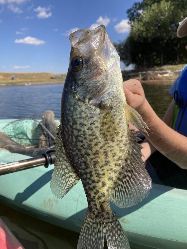 Black crappie in Oklahoma