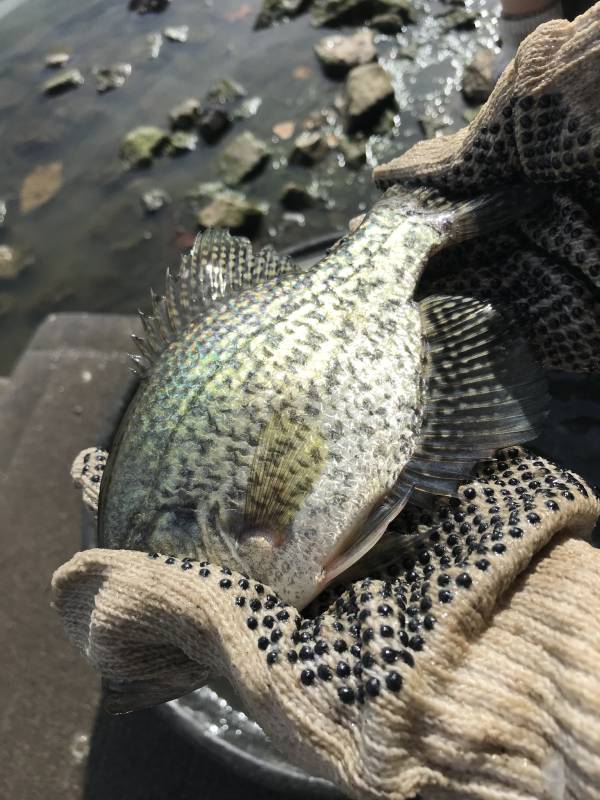 Black crappie in Kansas