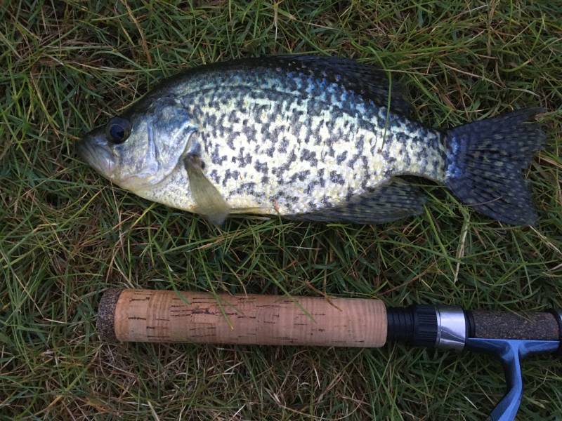 Black crappie in Grafton