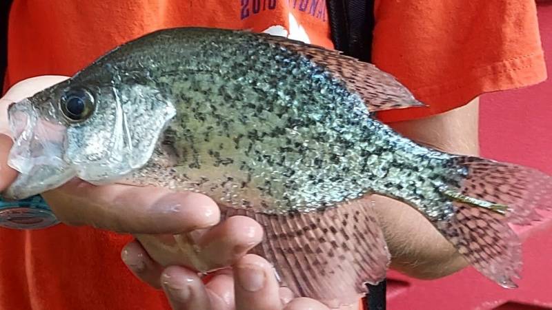 Black crappie in Dayton