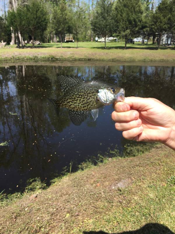 Black crappie in Stedman
