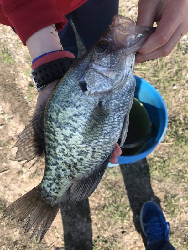 Black crappie in Oklahoma
