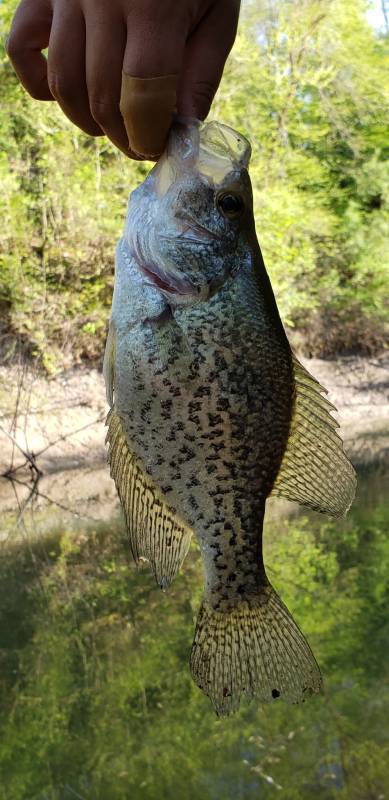 Black crappie in Illinois