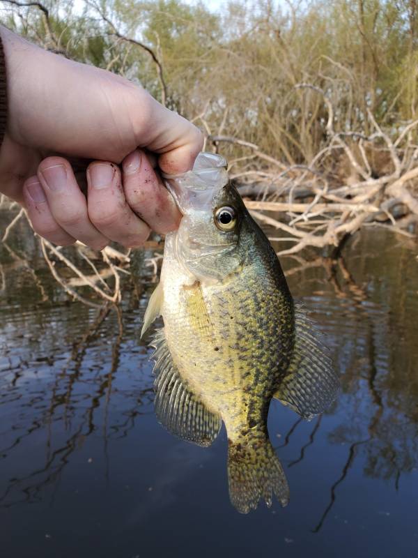 Black crappie in Winona County