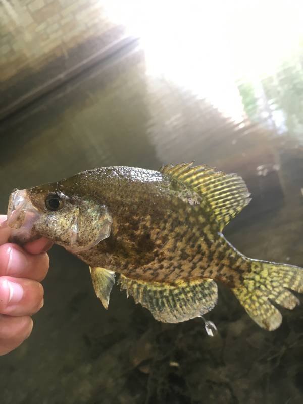 Black crappie in White Bear Lake