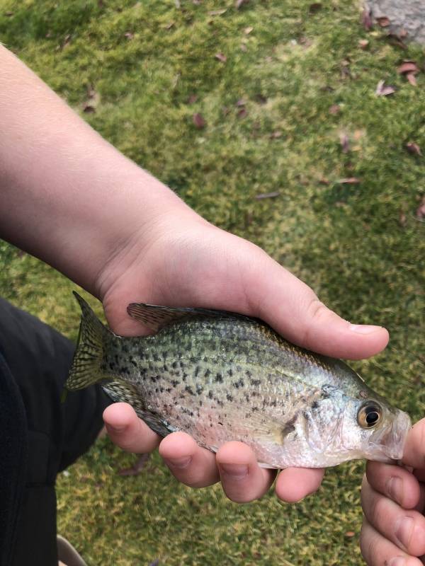 Black crappie in Layton