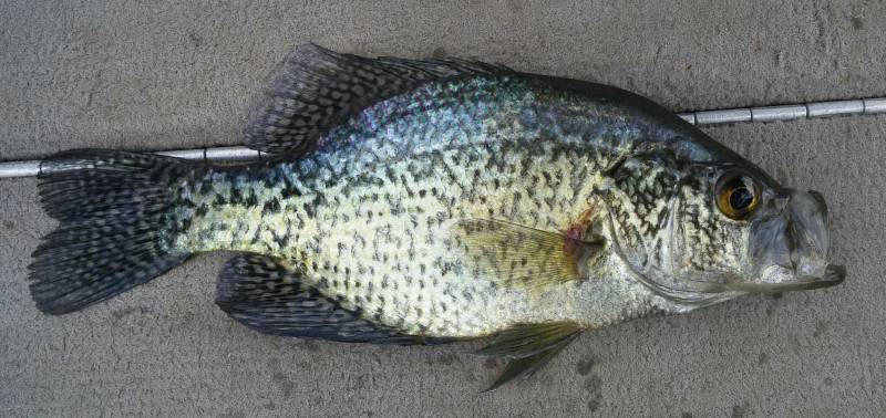 Black crappie in Gaines