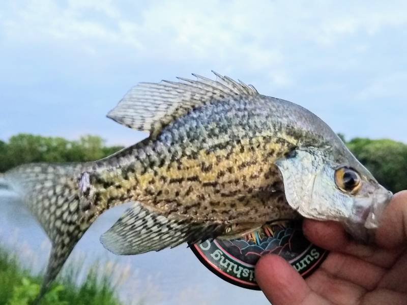 Black crappie in Kankakee River