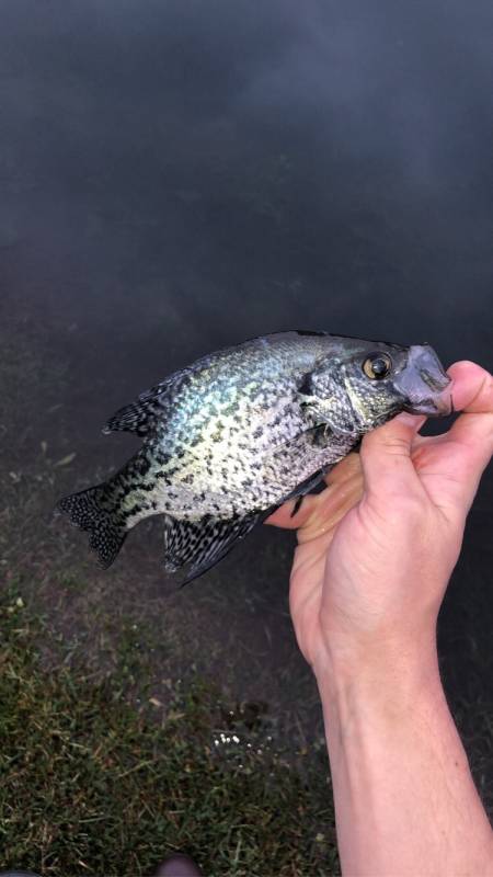 Black crappie in Moraine