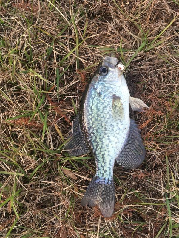 Black crappie in Beaufort