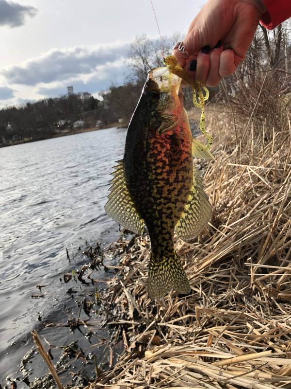 Black crappie in Leominster