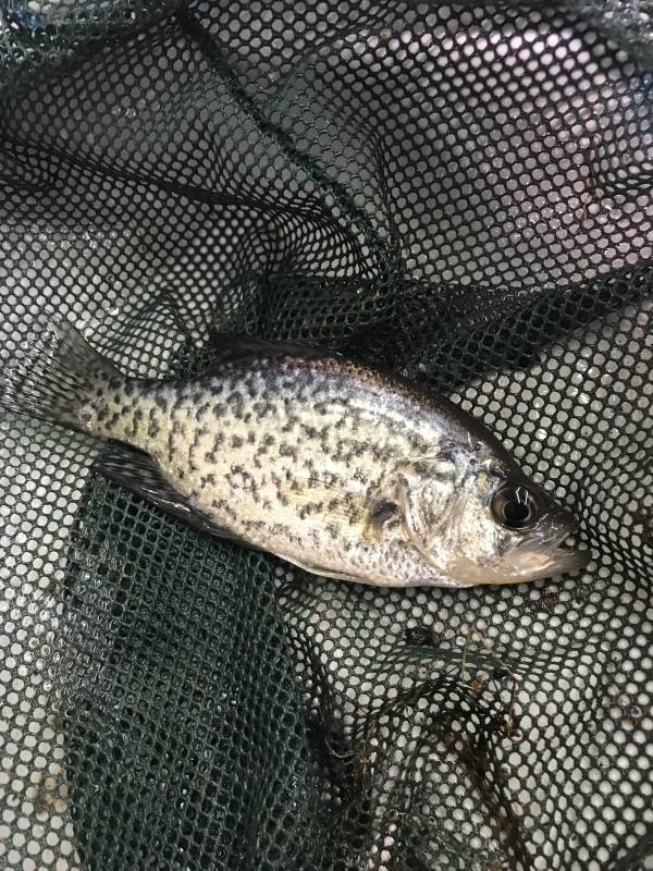 Black crappie in Knobel
