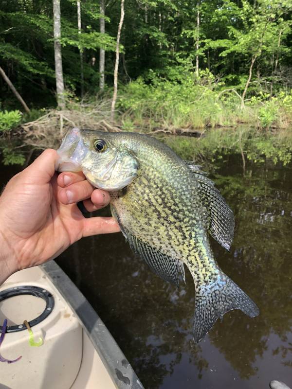 Black crappie in Williamsburg
