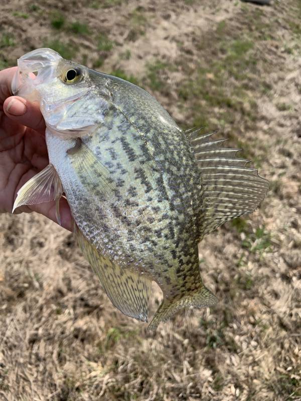 Black crappie in Hopkins County