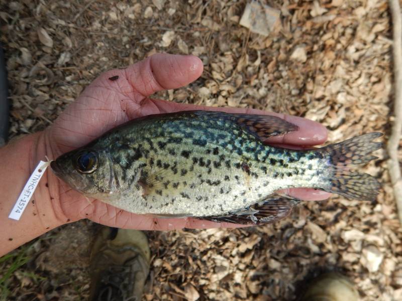 Black crappie in Ranger