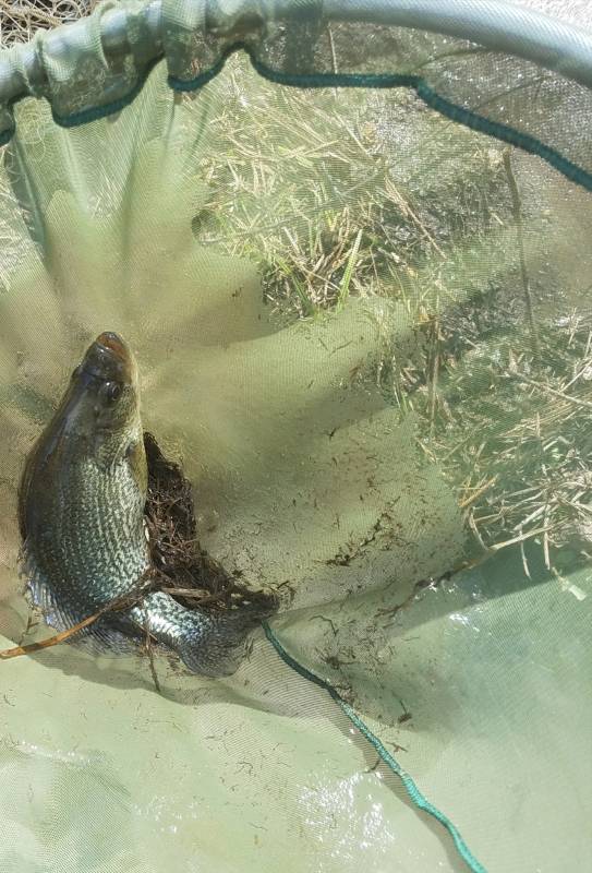 Black crappie in Harrisonburg