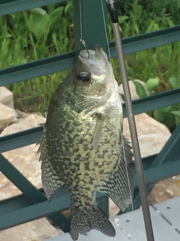 Black crappie in New Fairview