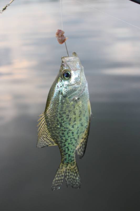 Black crappie in Garrettsville